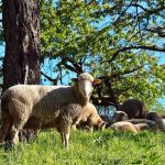 Grupo de ovejas como se dice 