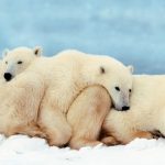 Donde viven los osos polares